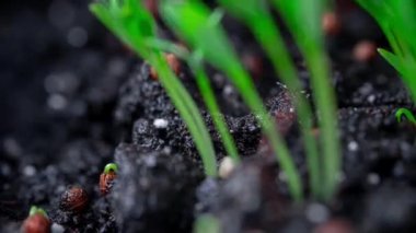 Zaman aşımı. Cilantro tohumları toprakta filizlenir. Mikro yeşil, evde fidanlar yetişiyor. Çiftlik ürünleri, sağlıklı beslenme. Organik yiyecekler