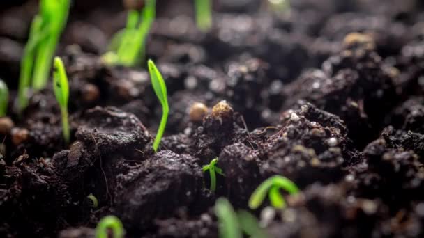 Time lapse. I semi di Cilantro germinano nel terreno. Microverde, piantine in crescita a casa. Prodotti agricoli, alimentazione sana. Alimenti biologici — Video Stock