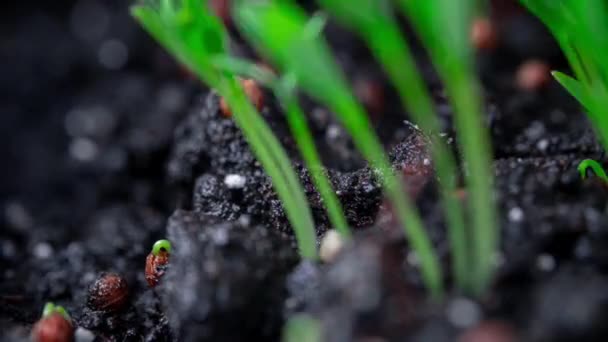 Laps de temps. Les graines de coriandre germent dans le sol. Microgreen, plantules en croissance à la maison. Produits agricoles, alimentation saine. Aliments biologiques — Video