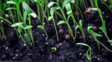 İlkbaharda filizlenen bitkiler, filizlenen tomurcuklar sera tarımında yeni doğan tere salatası bitkisi