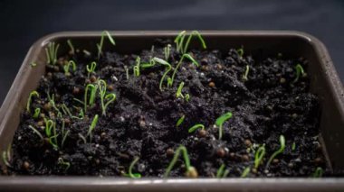 Yeni filizlenen filizler, yeni doğan bitkiler. Cilantro filizleri toprakta filizlenir. Tohumlar toprağa ekilir. Zaman ayarlı, hızlandırılmış video. Bahçede bir bitkinin doğuşu