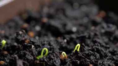 Yeni filizlenen filizler, yeni doğan bitkiler. Cilantro filizleri toprakta filizlenir. Tohumlar toprağa ekilir. Zaman ayarlı, hızlandırılmış video. Bahçede bir bitkinin doğuşu