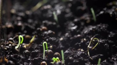 Yeni filizlenen filizler, yeni doğan bitkiler. Cilantro filizleri toprakta filizlenir. Tohumlar toprağa ekilir. Zaman ayarlı, hızlandırılmış video. Bahçede bir bitkinin doğuşu