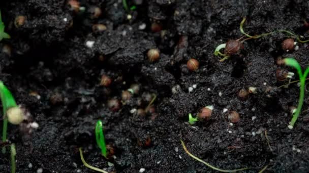 Brotos Germinação planta recém-nascido. Brotos de coentro brotam através do solo. As sementes são plantadas no solo. Timelapse, vídeo acelerado. O nascimento de uma planta no jardim — Vídeo de Stock