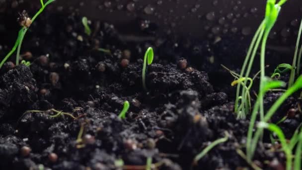 Sprouts Kiemkracht pasgeboren plant. Cilantro spruiten groeien door de grond. De zaden worden in de grond geplant. Timelapse, versnelde video. De geboorte van een plant in de tuin — Stockvideo