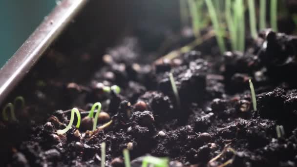 Rosnące nasiona kolendry w czasie upływu czasu. Przyspieszony film. Dom uprawy zdrowych produktów naturalnych. Turystyka ekologiczna. Kiełki roślin w ogrodzie lub rolnictwie szklarniowym. — Wideo stockowe