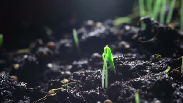 Cultiver des graines de coriandre en un laps de temps. Vidéo accélérée. Maison cultivant des produits naturels sains. L'écotourisme. Germes de plantes dans le jardin ou l'agriculture en serre. — Video