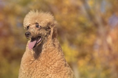 Parkta güzel standart kaniş portre renkli Güz