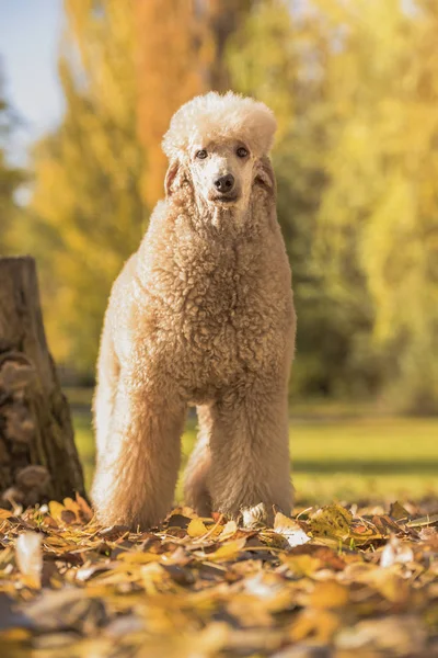 Πορτρέτο Του Όμορφη Τυποποιημένο Poodle Πολύχρωμο Φθινόπωρο Φύλλα Στο Πάρκο — Φωτογραφία Αρχείου