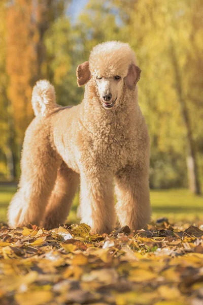 Hermoso Retrato Caniche Estándar Colorido Otoño Con Hojas Parque —  Fotos de Stock