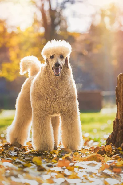 Güzel standart kaniş portre renkli sonbahar yaprakları Park ile
