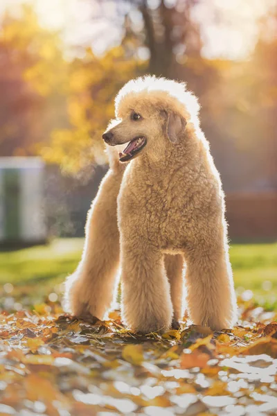 Hermoso Retrato Caniche Estándar Colorido Otoño Con Hojas Parque —  Fotos de Stock