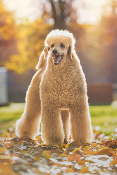 Güzel standart kaniş portre renkli sonbahar yaprakları Park ile
