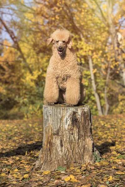 Hermoso Retrato Caniche Estándar Colorido Otoño Con Hojas Parque — Foto de Stock