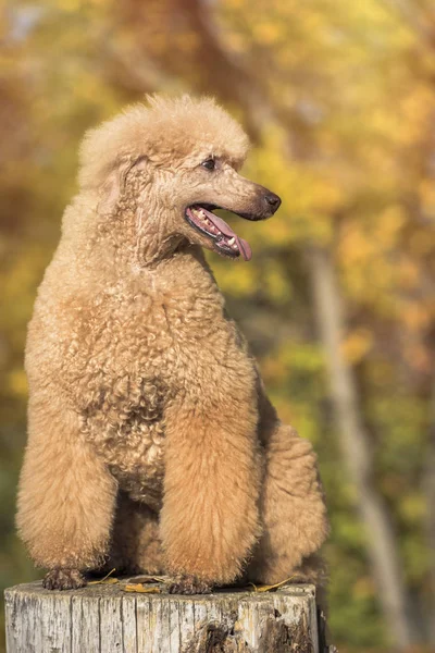 Schönes Standard Pudel Porträt Bunten Herbst Mit Blättern Park — Stockfoto