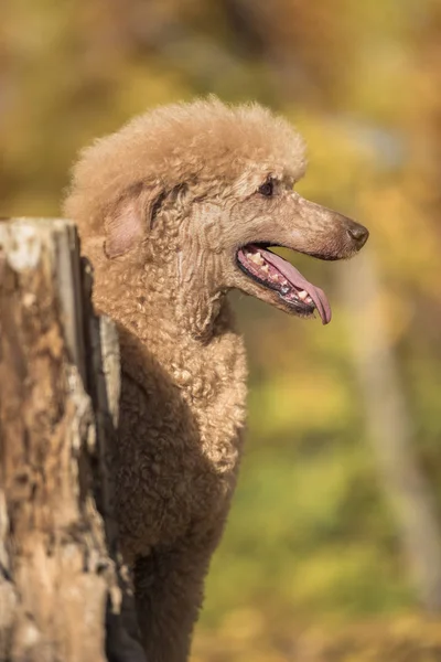 Hermoso Retrato Caniche Estándar Colorido Otoño Parque — Foto de Stock