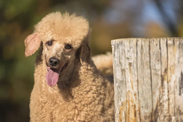 Πορτρέτο Του Όμορφη Τυποποιημένο Poodle Πολύχρωμο Φθινόπωρο Στο Πάρκο — Φωτογραφία Αρχείου