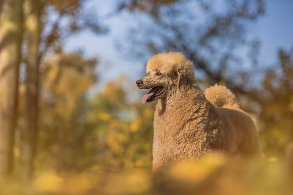 Hermoso Retrato Caniche Estándar Colorido Otoño Con Hojas Parque — Foto de Stock