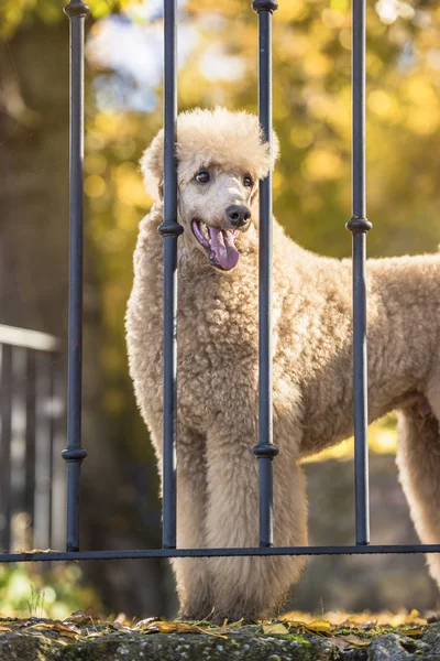 Hermoso Retrato Caniche Estándar Colorido Otoño Con Hojas Parque —  Fotos de Stock