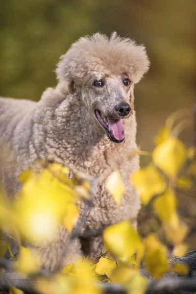 Hermoso Retrato Caniche Estándar Colorido Otoño Con Hojas Parque — Foto de Stock