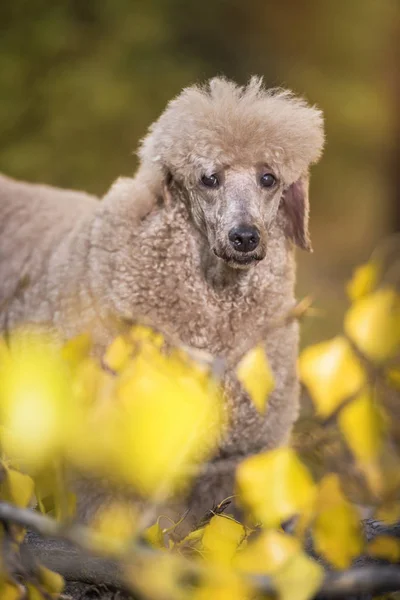 Hermoso Retrato Caniche Estándar Colorido Otoño Con Hojas Parque — Foto de Stock