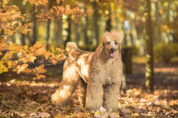 Hermoso Retrato Caniche Estándar Colorido Otoño Con Hojas Parque — Foto de Stock