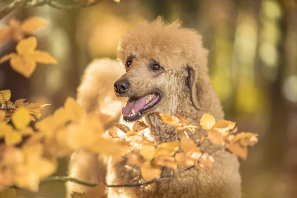 Hermoso Retrato Caniche Estándar Colorido Otoño Con Hojas Parque —  Fotos de Stock