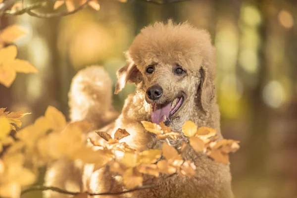 Mooie Standaard Poedel Portret Kleurrijke Herfst Met Bladeren Het Park — Stockfoto