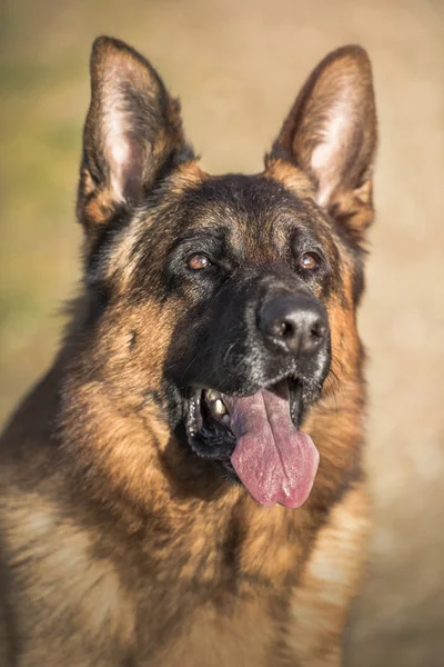 Porträtt av en Schäfer i fält. — Stockfoto