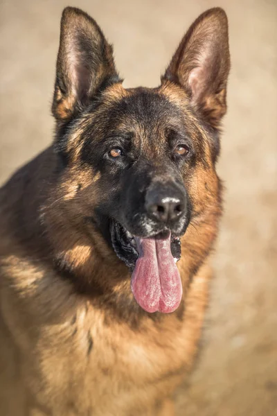 Porträtt av en Schäfer i fält. — Stockfoto