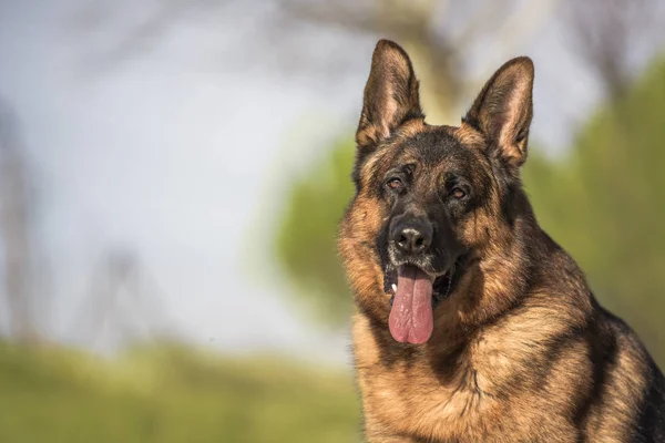 Portret van een Duitse herder in het veld. — Stockfoto