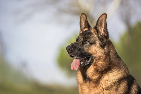 Portret van een Duitse herder in het veld. — Stockfoto