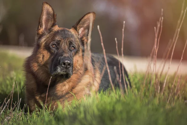 Portrait of a german shepherd lying in the field. — Stock Photo, Image