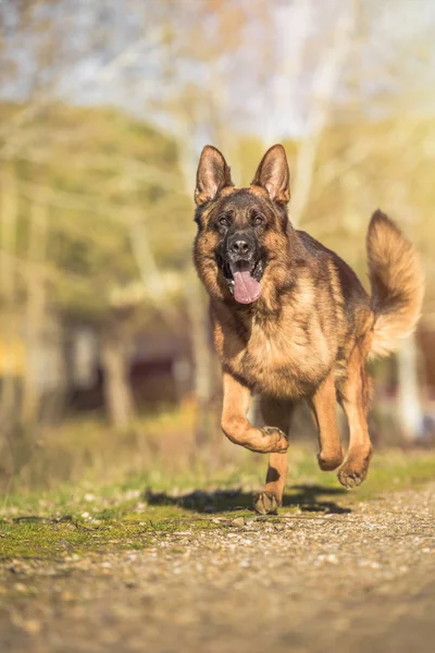 Alanda çalışan bir Alman çoban portresi. 