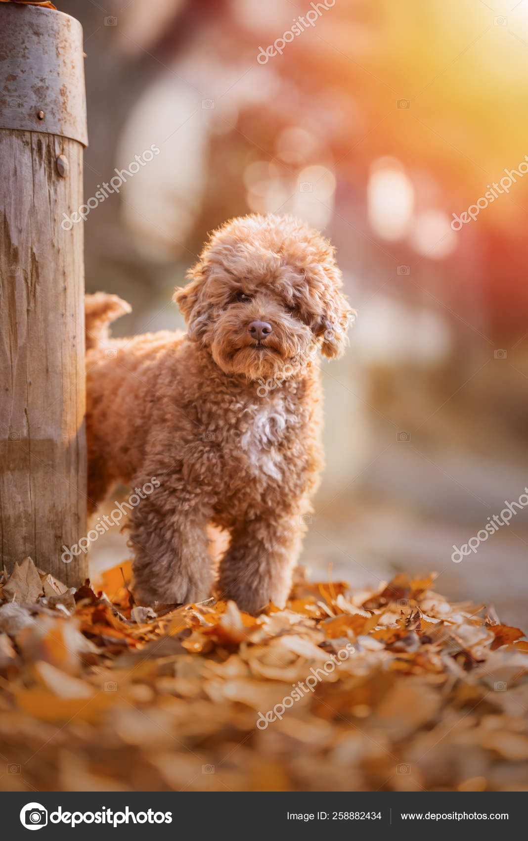 apricot teddy bear poodle