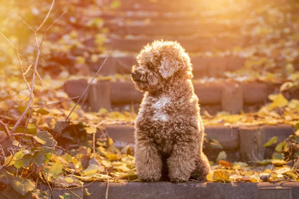 Retrato de caniche de juguete de albaricoque en otoño en el parque . — Foto de Stock