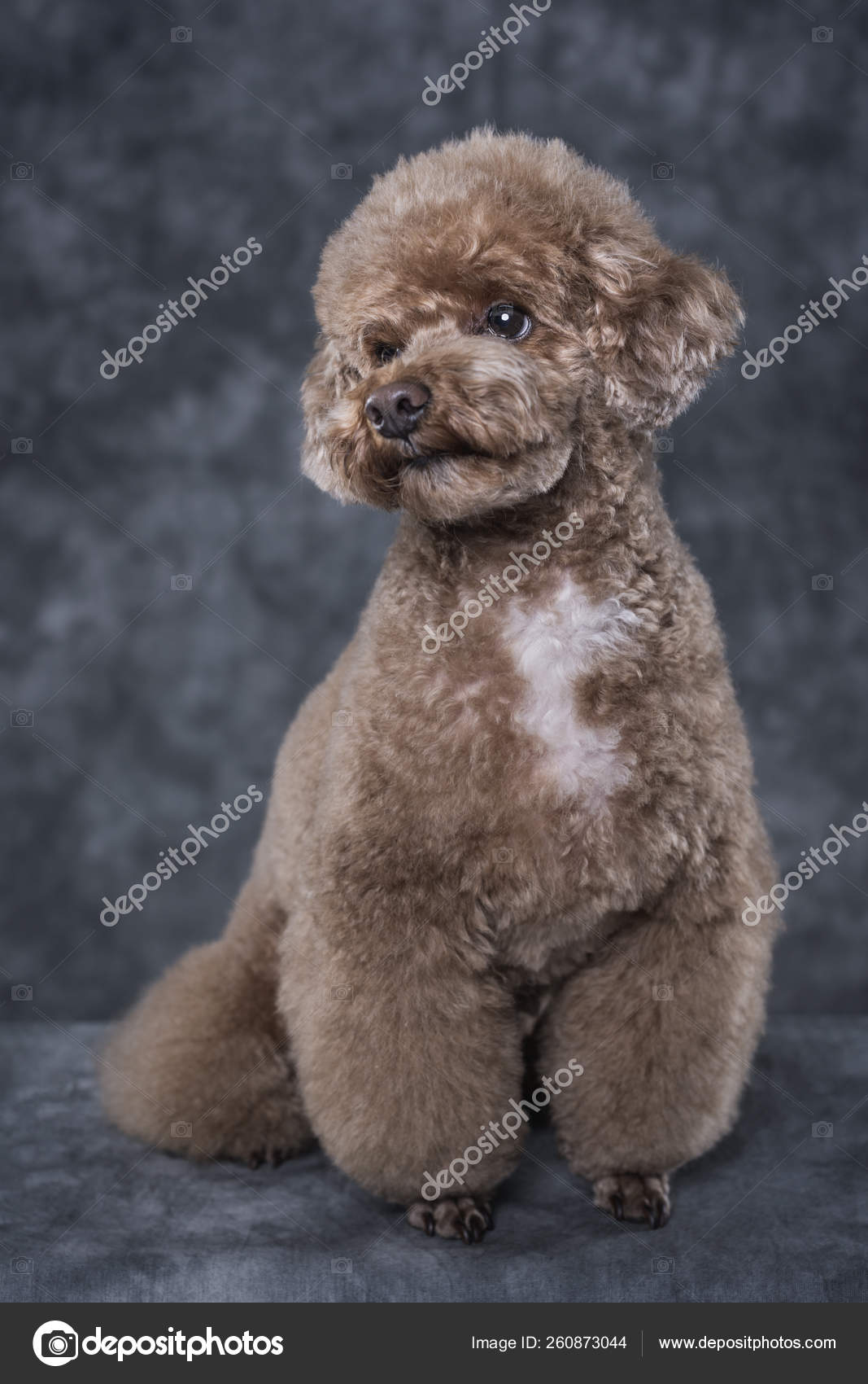 toy poodle gray