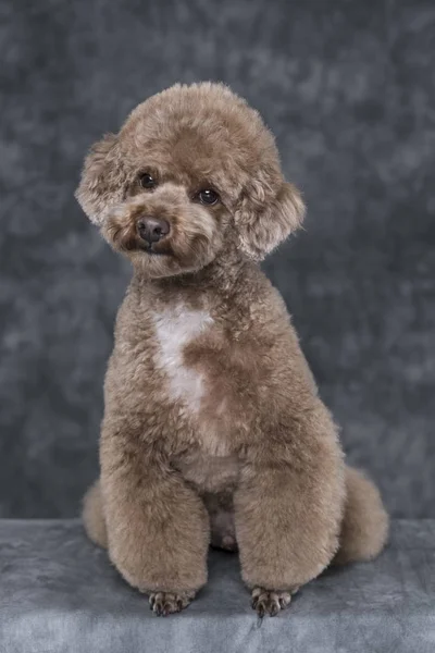 Toy poodle apricot portrait in studio with gray background. — Stock Photo, Image