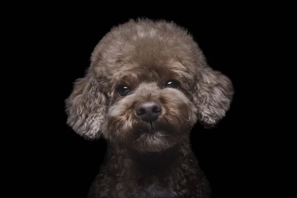 Retrato de albaricoque de caniche de juguete en estudio con fondo negro . —  Fotos de Stock