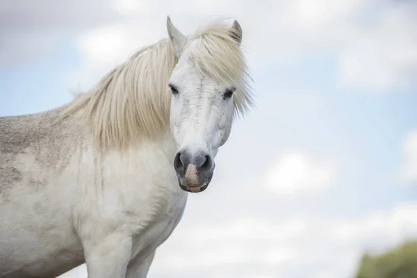 White pony horse with beautiful mane in nature. Horizontal. Copyspace. No people. — Stock Photo, Image