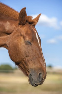 Kapalı gözlü Alazan atı. At meditasyonu. Mavi gökyüzü. Dikey. Hiç kimse yok.