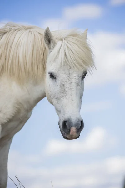 White pony horse with beautiful mane in nature. Vertical. Copyspace. No people. — Stock Photo, Image