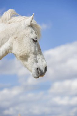Doğada güzel yele ile beyaz midilli atı. Bulutlarla dolu mavi gökyüzü. Dikey. Copyspace. Hiç kimse yok.