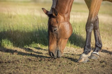 Çayırda otlayan at. Yatay. Kimse yok. Copyspace.