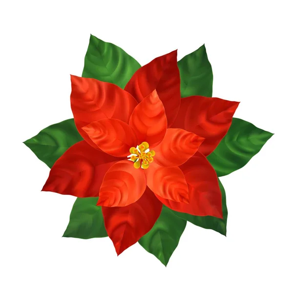 Rode poinsettia flower realistische afbeelding — Stockvector