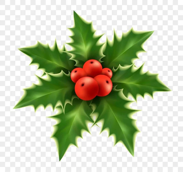 Realistic Christmas holly isolated on background. Vector illustration — Stock Vector