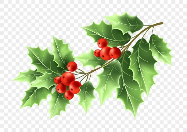 Christmas holly tree branch realistic illustration — Stock Vector