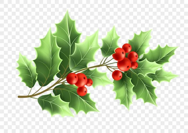 Christmas holly tree branch realistic illustration — Stock Vector