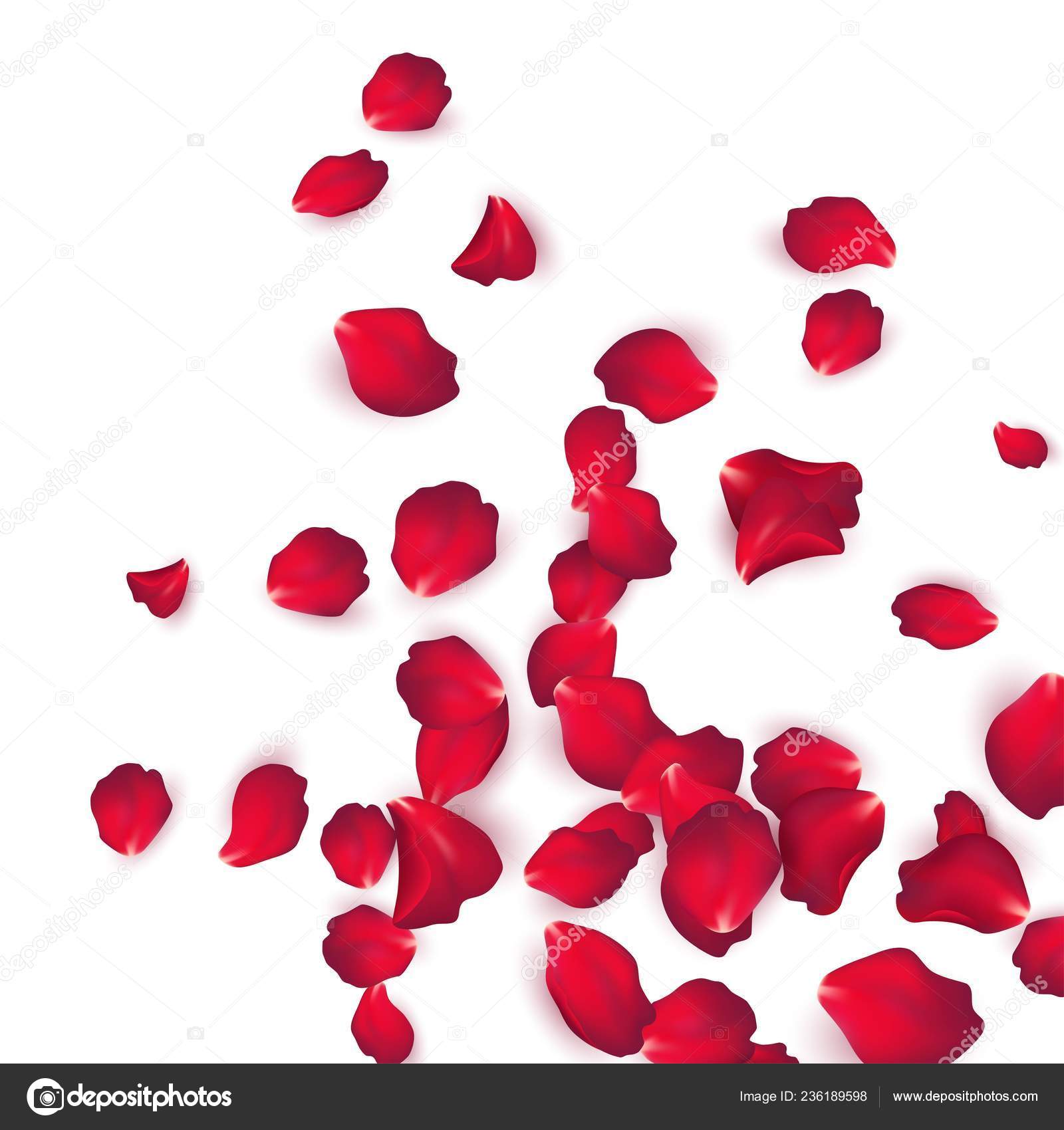 Falling Red Rose Petals Isolated On White Background Vector Illustration Vector Image By C Vik Y Vector Stock
