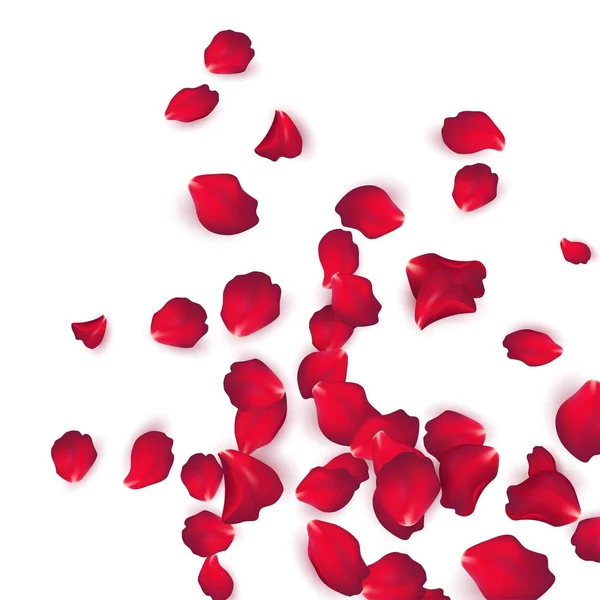 白い背景で隔離赤いバラの花びらが落ちています。ベクトル図 — ストックベクタ
